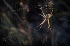 spider 2 spider 2
