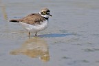 Corriere piccolo (Charadrius dubius) Corriere piccolo (Charadrius dubius)