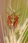 Un pentatomidae nel mirino Un pentatomidae nel mirino