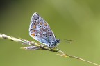 Farfallina Farfallina
