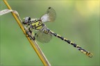 Onychogomphus forcipatus unguiculatus  maschio