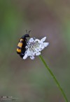 Mylabris Variabilis Mylabris Variabilis