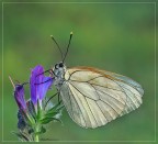 Aporia Aporia