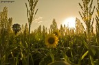 tramonto tramonto