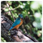 Nikon D300, Nikkor 300 F4, Duplic x1.7.
Priorit� diaframmi F6.7, 1/100 sec, -0.3ev, ISO 400, focale 500mm, mano libera.