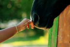 hand and horse hand and horse