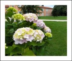 Ortensie 3 Ortensie 3