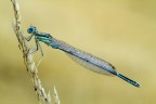 Damigella bagnata damigella fortunata Damigella bagnata damigella fortunata