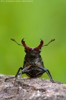 Cervo volante (Lucanus cervus Linnaeus, 1758) Cervo volante (Lucanus cervus Linnaeus, 1758)