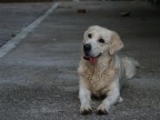 Cane sotto casa Cane sotto casa