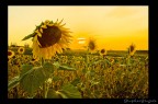 girasole girasole