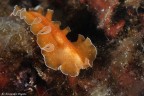 Merletto Merletto