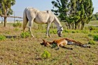 horses horses