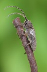 Niphona picticornis (Mulsant, 1839) - Cerambycidae Niphona picticornis (Mulsant, 1839) - Cerambycidae