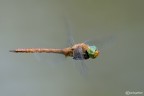 Aeshna isosceles in volo Aeshna isosceles in volo