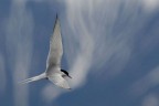 nel blu nel blu
