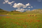 Castelluccio Norcia 1