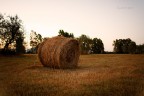 Grano all'alba...