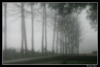 Nebbia Nebbia