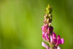 FIORE FIORE