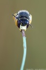 Anthidiellum strigatum s.l. - Megachilidae vista frontale Anthidiellum strigatum s.l. - Megachilidae vista frontale