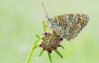 melitaea mattutina