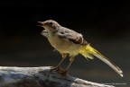 Ballerina gialla (Motacilla cinerea) Ballerina gialla (Motacilla cinerea)
