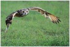 Volo radente Volo radente