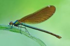 Calopteryx virgo