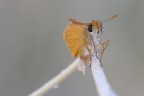 Hesperidae equilibrista Hesperidae equilibrista