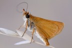 Il risveglio dell' Hesperidae Il risveglio dell' Hesperidae