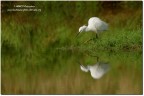 Garzetta(Egretta garzetta) reflex Garzetta(Egretta garzetta) reflex