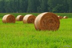 Balle di paglia