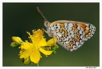 Melitaea Phoebe Melitaea Phoebe