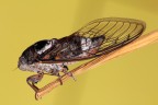...Cicala...!!! ...Cicala...!!!