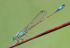 Ischnura elegans Ischnura elegans