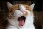 Che sonno !! Che sonno !!