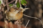 Beccamoschino (Cisticolo juncidis) Beccamoschino (Cisticolo juncidis)