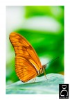 butterfly butterfly