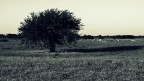 Tree Tree