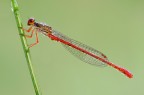 Ceriagrion tenellum