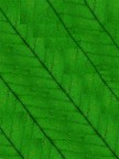 dark green dark green