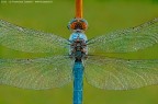 Orthetrum coerulescens (Fabricius, 1798) Orthetrum coerulescens (Fabricius, 1798)