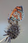 ...Melitaea...!!!