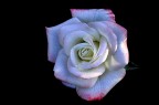 bocciolo di rosa