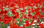 Campo di Papaveri