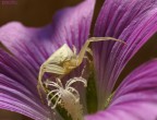 thomisidae bianco thomisidae bianco