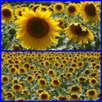 Collage Collage