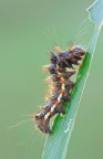 Acronicta rumicis
