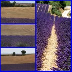 Provenza-Lavanda!